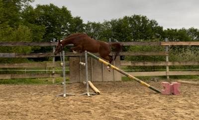 Yegua kwpn caballo de deporte neerlandés en venta 2020 alazán