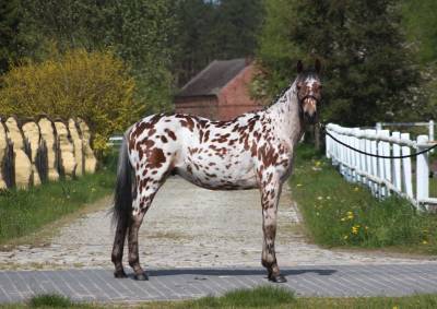 Amazing  anglo arab gelding in leopard color !