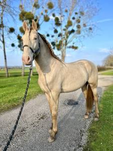 Stallion PRE Pure Spanish Bred For sale 2021 Other color