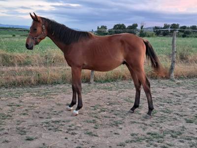 Poulain 1 an par Cazador 