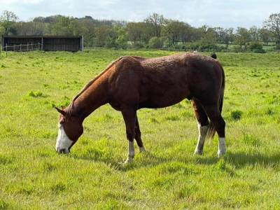 Castrone quarter horse in vendita 2019 sauro brulé