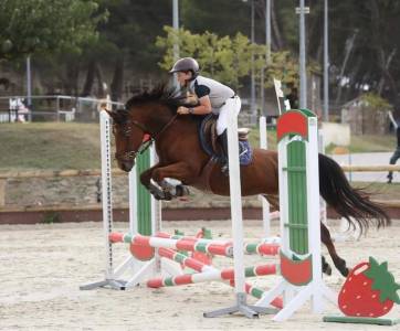 Cavalla pfs pony francese da sella in vendita 2015 baio