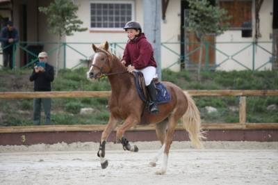 Cavalla pfs pony francese da sella in vendita 2018 aubère