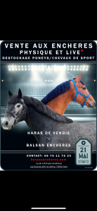 Puledro pfs pony francese da sella in vendita 2022 bianco