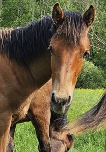 Caballos Enganches En Venta | Equirodi España