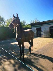 Filly origin recorded for sale 2022 bay