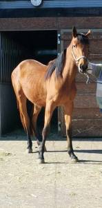 Filly Origin Recorded For sale 2022 Bay