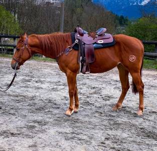 Beautifu quarter horse for sale