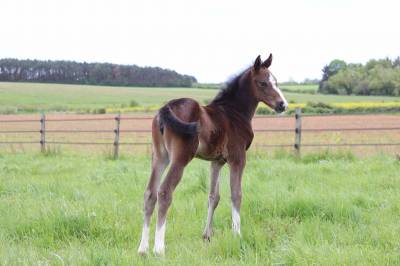 Foal femelle selle français