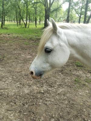 Beauty ponette 1.54 m très bien dressé 