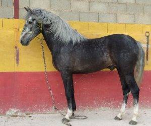 Gaelico: un cheval qui capture notre cœur