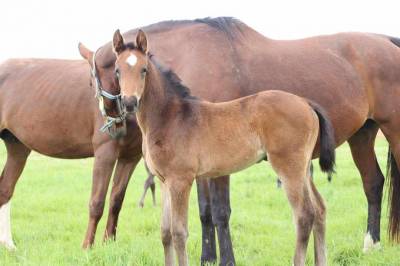 Foal femelle selle français