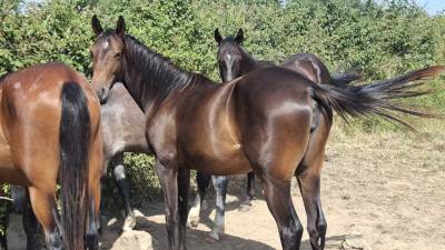 Pouliche 2 ans sf par ichaï de reille 