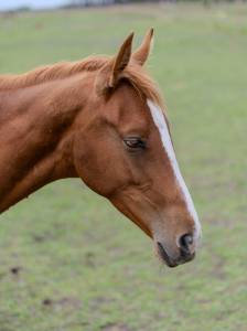 Yearling akhal téké