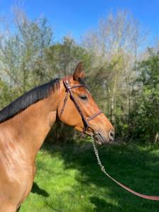 Merrie KWPN Nederlands sportpaard Te koop 2019 Donker bruin / bai ,  GASPAHR