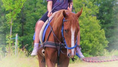 La méthode équine impériale vous présente les chevaux..