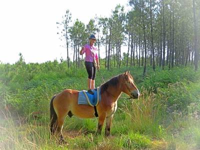 La méthode équine impériale vous présente les chevaux..