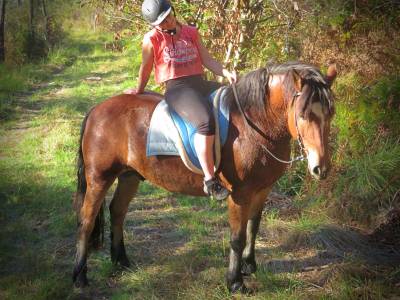 Castrone origine non conosciuta  in vendita 2021 baio