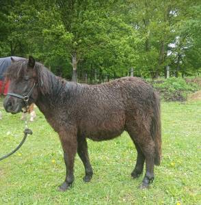Entire other pony breed for sale 2023 black
