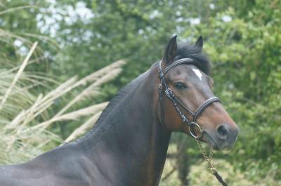 Castrone pfs pony francese da sella in vendita 2018 baio scuro