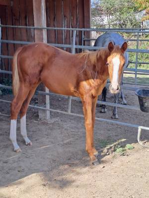 Pouliche yearling 