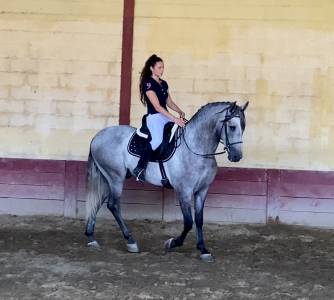 Pre cheval espagnol iberique
