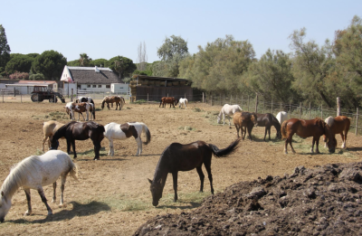 Fdc d'un centre équestre au coeur de la camargue