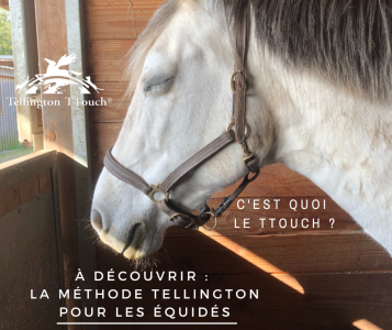 Stage tellington ttouch cheval 25/26 mai 2024