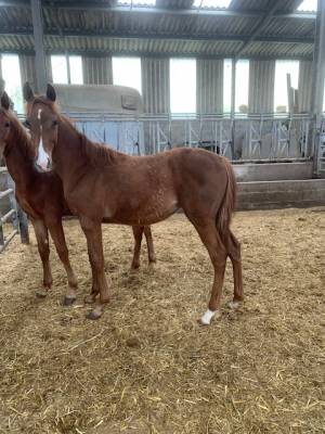 Filly thoroughbred for sale 2023 chesnut