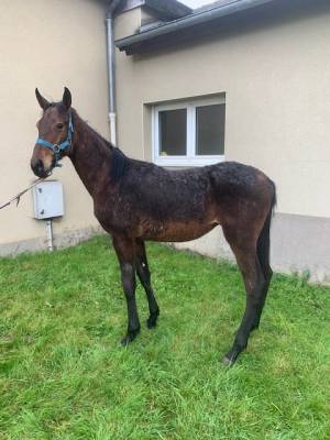 Gelding selle français for sale 2023 bay