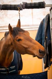 Castrone BWP Cavallo da Sangue Belgio In vendita 2014 Baio