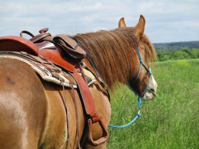 Pension dépôt vente chevaux et poneys de loisirs