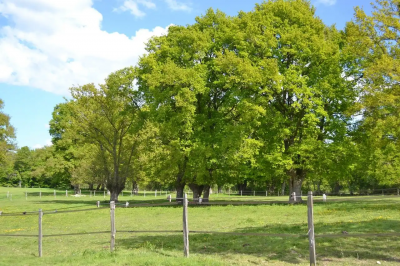 Pension pré loiret - les ecuries de l'avenelle (45)