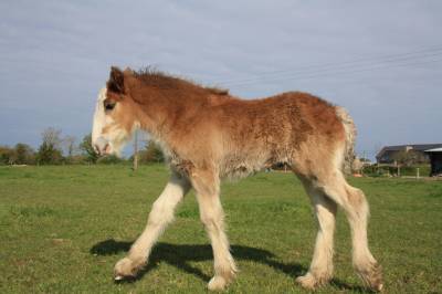Pouliche clydesdale 