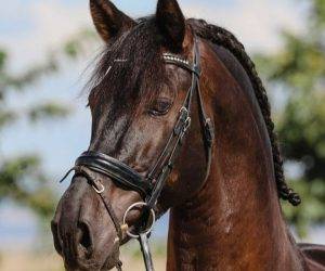 Nostalgico; cheval de rêve pour dressage