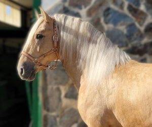 Entire pre pure spanish bred for sale 2020 other color