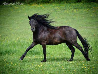 Magnifique poney b de couleur 