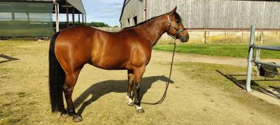 Quarter horse hongre 6 ans