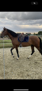 Selle dressage forestier aachen 17,5