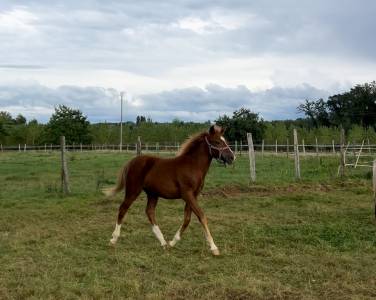 Pouliche welsh 