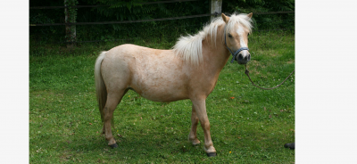 Merrie dwerg paard te koop 2013 palomino