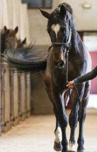 Caballo entero bwp caballo de sangre belga en venta 2013 bayo moreno por nasbo vd padenborre