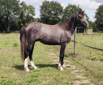 Gelding French Saddle Pony For sale 2021 Grey