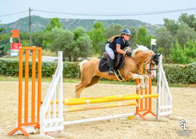 Mare welsh pony (section c) for sale 2019 palomino