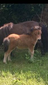 3 Magnifiques petits poneys minis shetland à vendre