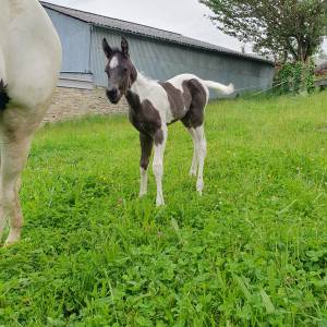 Poulain paint horse