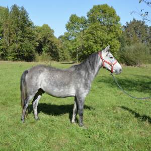 PONEY DE 5 ANS GENTIL