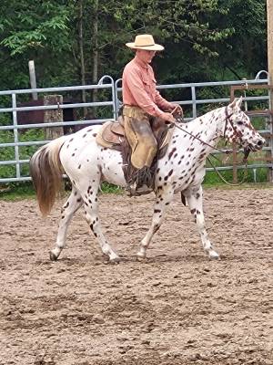 3 ans hongre appaloosa 