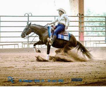 Vends cheval femelle quarter horse