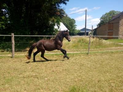 Mystik fan kukherne - pouliche frison de 2 ans 